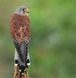 Make Kestrel (Wild)