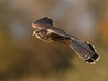 Ms Man, a female Kestrel