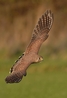 Ms Man, Female Kestrel