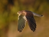 Ms Man in Flight