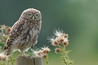 Young Little owl