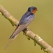 Swallow