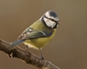 Blue Tit