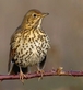 Song Thrush