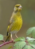 Goldfinch