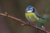 Blue Tit