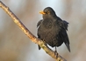 Blackbird