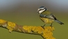 Blue Tit
