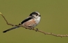 Long Tailed Tit