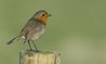 Robin