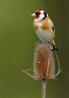 Goldfinch