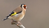 Goldfinch