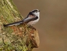 Long Tailed Tit