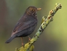 Female Blackbird