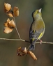 Greenfinch