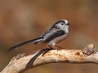 Long Tailed Tit
