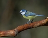 Blue Tit