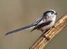 Long Tailed Tit