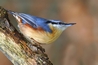 Nuthatch