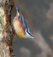 Nuthatch