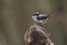 Long Tailed Tit