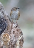 Dunnock