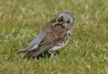 Fieldfare