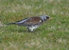 Fieldfare