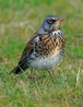 Fieldfare
