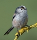 Long Tailed Tit