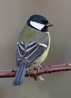 Great Tit