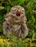 Young Little Owl