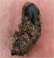 Little Owl Pellet