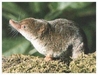 Shrew