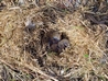 Young Short tailed Voles in a ground nest