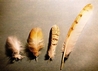 Barn Owl Feathers