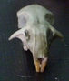 Top part of a Short tailed Vole Skull