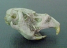 Side profile of a Short taile Vole Skull
