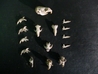 Rodents Skulls & Lower Jaw Bones