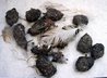 Owl Pellets