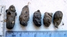 Tawny Owl Pellets, these are an irregular shape