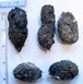 Barn Owl Pellets, these are black & oval shaped.