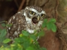 A wild Little Owl coughing up or regurgitating an Owl Pellet