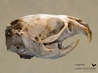 Complete Vole skull showing lower jaw bone intact