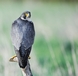 Peregrine Falcon