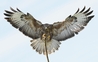 Buzzard Flight