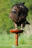 Ron having a shake down of all those feathers