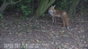 Meet one of our Resident Foxes.