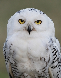 Snowy Owl named Sweeny