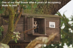 Barn Owl Nest Box (Made from solid timber)